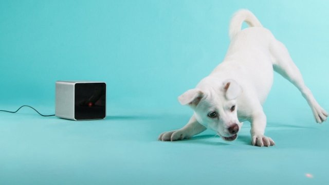 petcube_dog