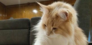 Petronics Mousr – παιχνίδια για γάτες!