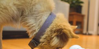 VARRAM – Ρομπότ για κατοικίδια! VARRAM Pet Fitness Robot