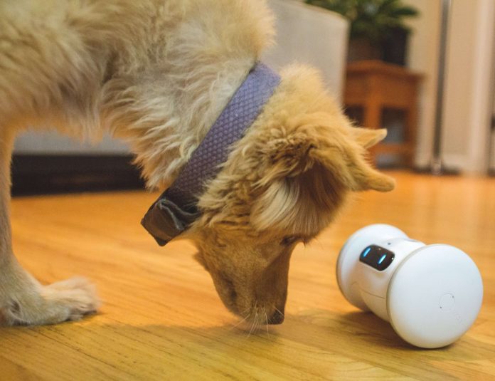 VARRAM Pet Fitness Robot