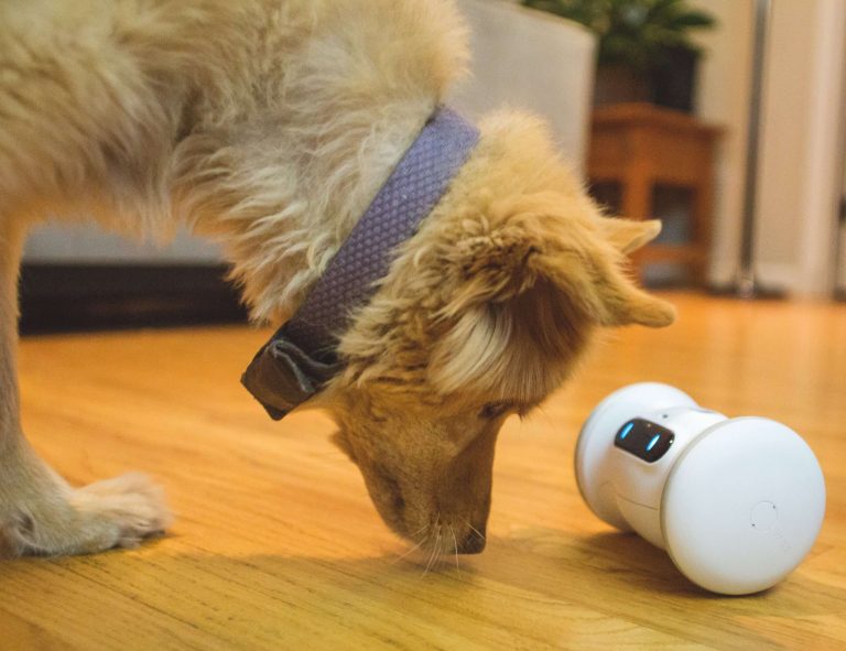 VARRAM Pet Fitness Robot